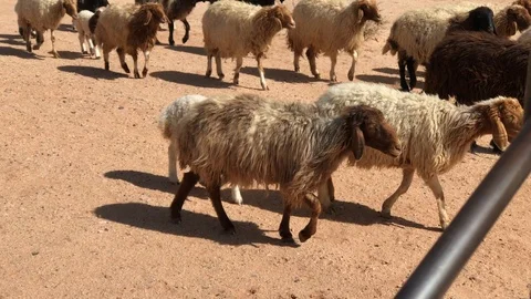 A flock of sheep walking and bleating loudly in the desert. Stock Footage 103940982