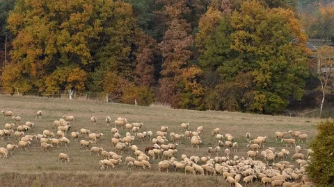 Flock of sheep walking and grazing on a pasture, colorful autumn trees, herd Stock Footage 98097347