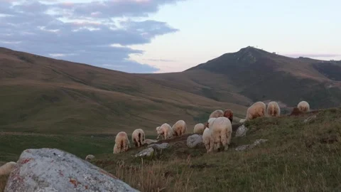 Flock of sheep walking and grazing on a mountain meadow at sunset in the summer Video stock 291518448