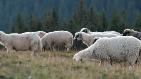 Flock of sheep walking and grazing on a mountain meadow Video stock 291519079