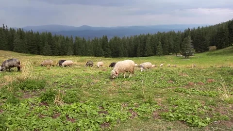 Flock of sheep walking and grazing on a green mountain meadow in summer Stock Footage 316484584