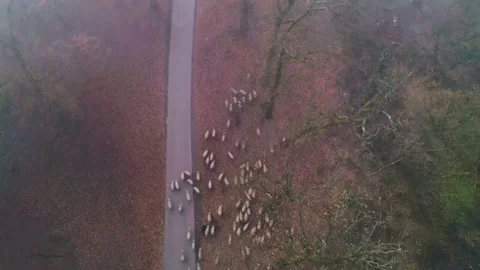 A flock of sheep walking in the autumn forest. Heard of sheep in foggy morning 스톡 동영상 150590497