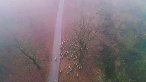 A flock of sheep walking in the autumn forest. Heard of sheep in foggy morning Stock Footage 150590499