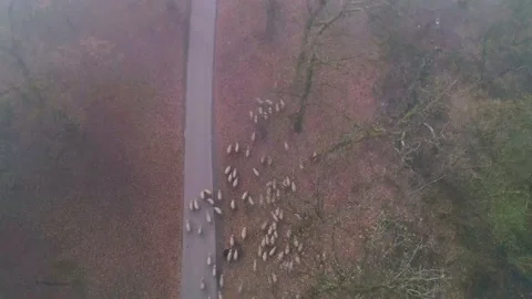 A flock of sheep walking in the autumn forest. Heard of sheep in foggy morning Stock Footage 150590505