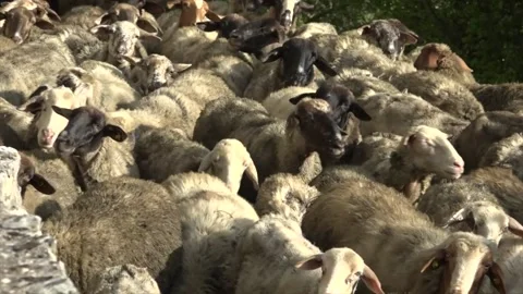 Flock of sheep walking on the dirt road of a rural village Video stock 145930481
