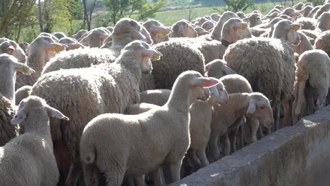 Flock of sheep walking down a path. Video in 4K.Zaragoza,Spain. 動画素材 130489452