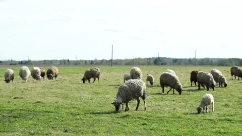Flock of sheep walking in a field. Video stock 157867013