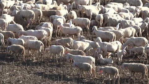Flock of sheep walking Stock Footage 294923949