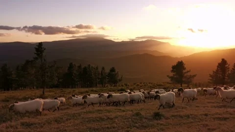 Flock of sheep walking in the meadow at sunset Stock Footage 138959623