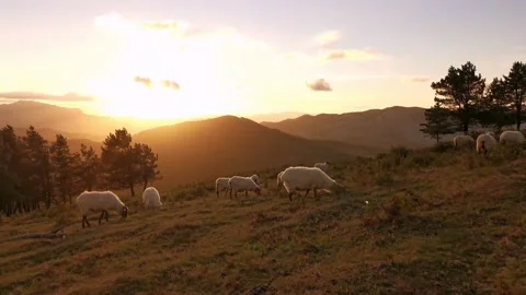 Flock of sheep walking in the meadow at sunset Stock Footage 138959703