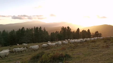 Flock of sheep walking in the meadow at sunset Stock Footage 138959766