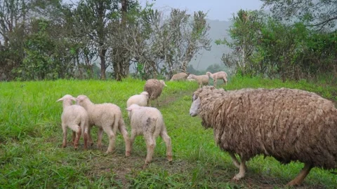 A flock of sheep is walking on the mountain. Stock Footage 249302167