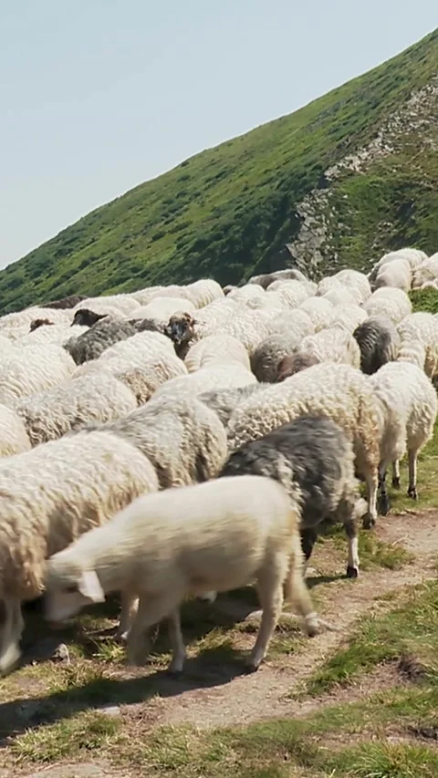 Flock of Sheep Walking on Mountain Pasture Slope Stock Footage 346227759