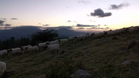 Flock of sheep walking through the field after sunset Stock Footage 138962042