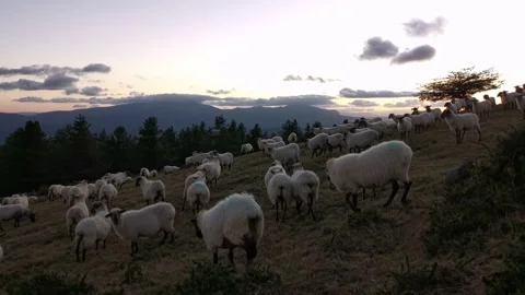 Flock of sheep walking through the field after sunset Stock Footage 138962215