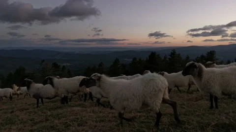 Flock of sheep walking through the field after sunset Stock Footage 138962424