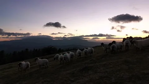 Flock of sheep walking through the field after sunset Stock Footage 138962668