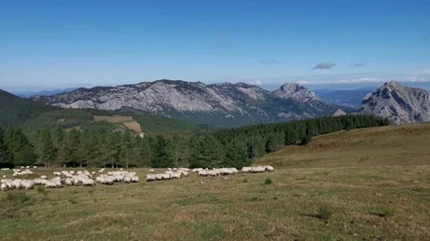 Flock of sheep walking through the fields of Urkiola Stock Footage 139732119