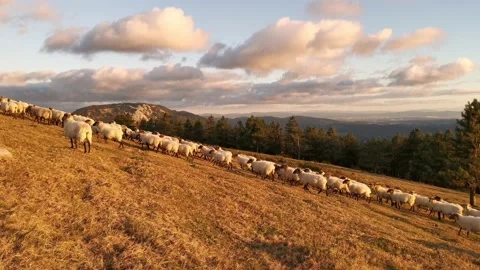 Flock of sheep walking through the mountain at sunset. Stock Footage 138961517