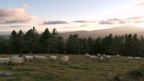 Flock of sheep walking through the mountain at sunset. Stock Footage 138961674