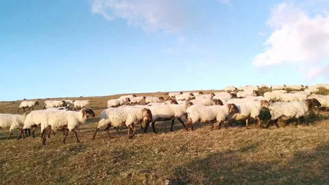Flock of sheep walking through the mountain at sunset. Stock Footage 138961719