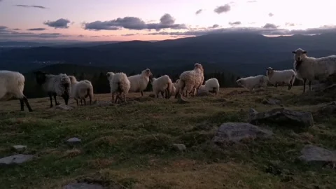Flock of sheep walking through the mountain at sunset. Stock Footage 138962715