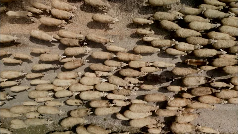 Flock of sheep walks along a mountain causeway Video stock 260740751