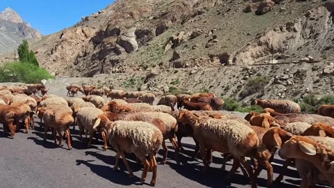 A flock of sheep walks along the side of an asphalt road Stock Footage 317217445
