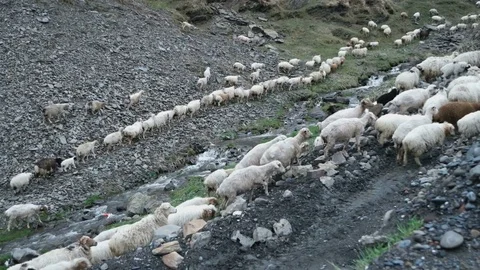 Flock of sheep walks along small river Stock Footage 76934775