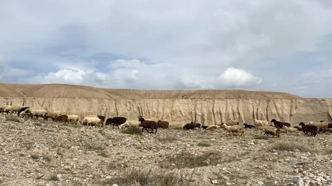 A flock of sheep walks in the mountains Stock-Footage 241076568