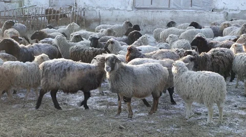 A flock of sheep in winter Stock Footage 60942543