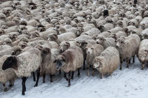 Flock of sheep in winter Stock Photos