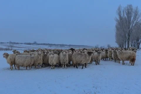 Flock of sheep in winter Stock Photos