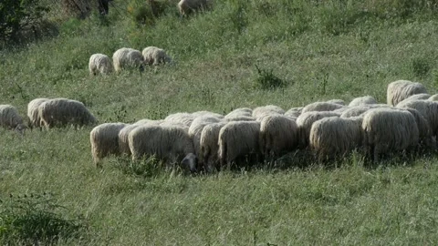 Flock of sheep1 Stock Footage 196170209
