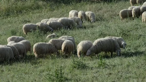 Flock of sheep2 Stock Footage 196170238