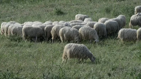 Flock of sheep3 Stock Footage 196170282