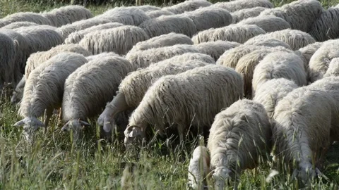 Flock of sheep8 Stock Footage 196169943