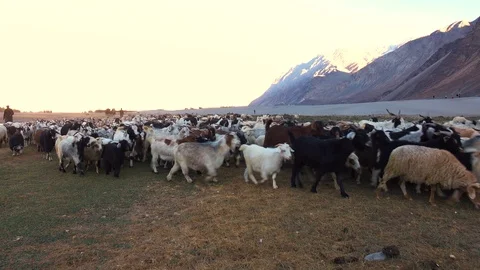 Flock of sheeps and goats in a desert at Nubra Valley, Ladakh, North India 스톡 동영상 93397853