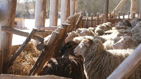 Flock of sheeps and lambs on grass based farming system Stock Footage 109204054