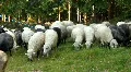 Flock of sheeps HD Footage