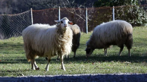 Flock of sheeps Video stock 34107777
