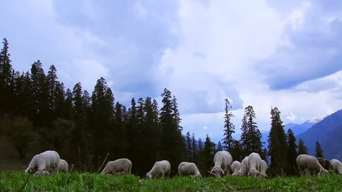 Flock of sheeps Stock Footage 79608266