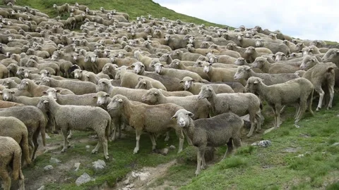 Flock of sheeps Stock Footage 135988498