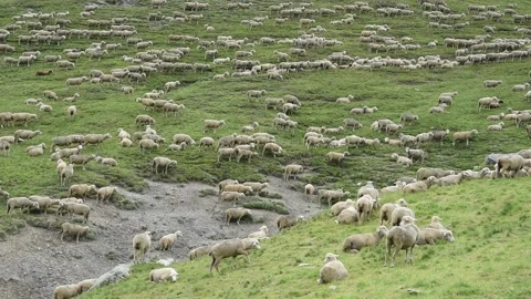 Flock of sheeps Stock Footage 136154083