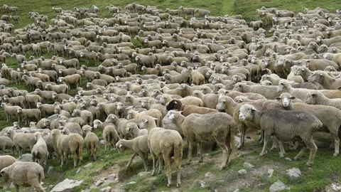 Flock of sheeps Stock Footage 136814469