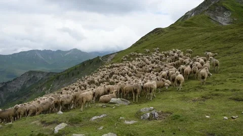 Flock of sheeps Stock Footage 136854161