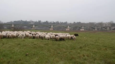 Flock of sheeps Stock Footage 149323352
