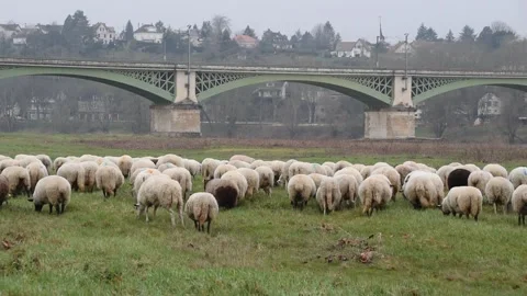 Flock of sheeps Stock Footage 149323774