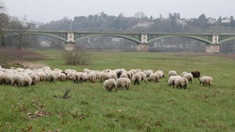 Flock of sheeps Stock Footage 149654402