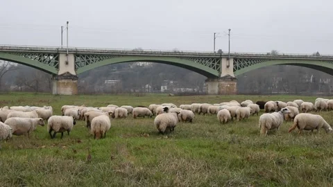 Flock of sheeps Stock Footage 149654619